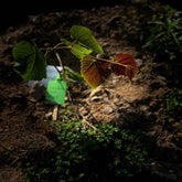 Grafted Spine/Vitis Davidii Grape Plant With Pot
